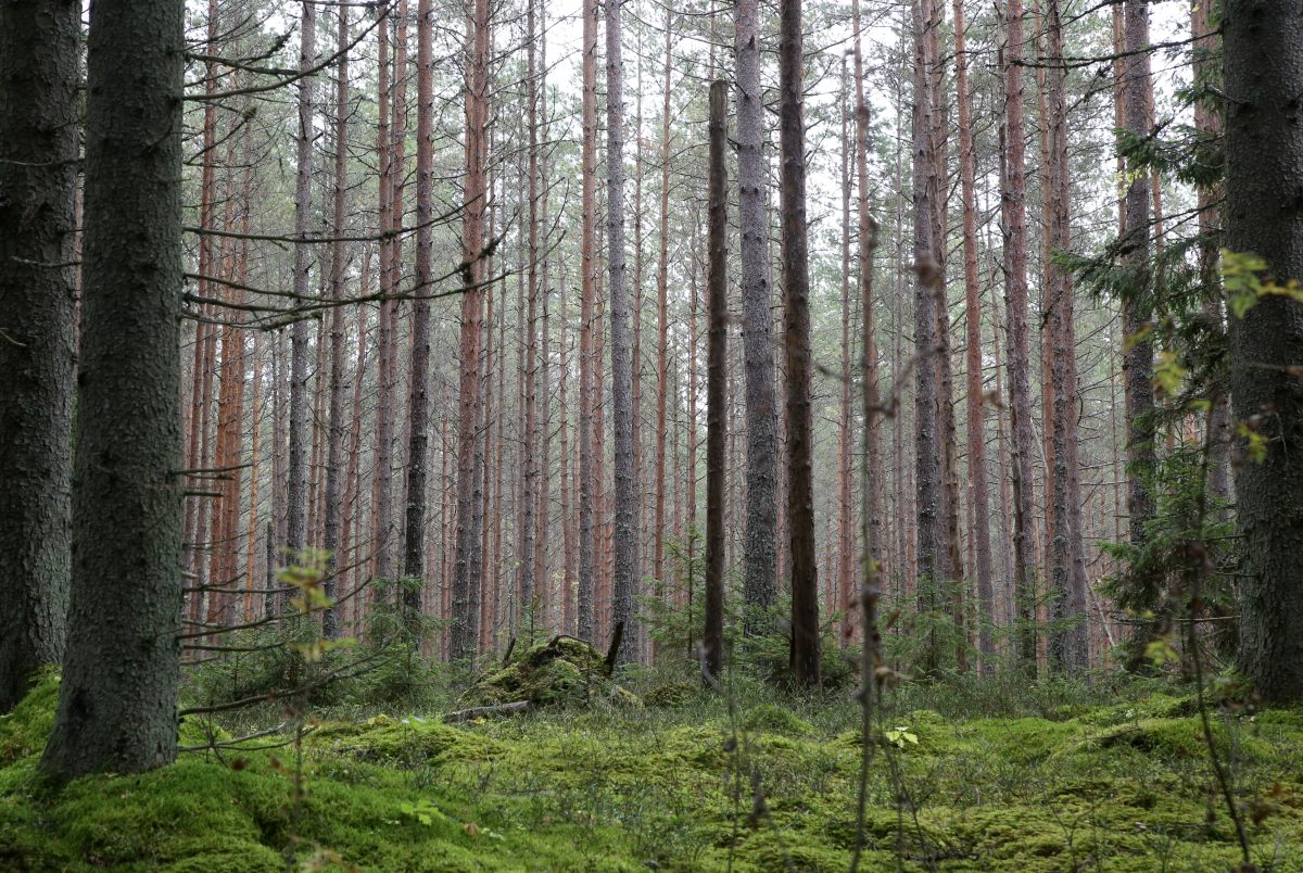 Латвия: шведы добрались до наших лесов