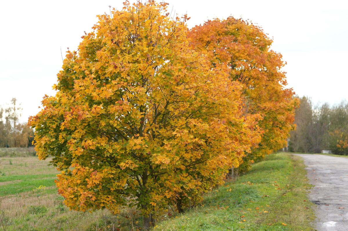 Погода: пусть всегда будет солнце