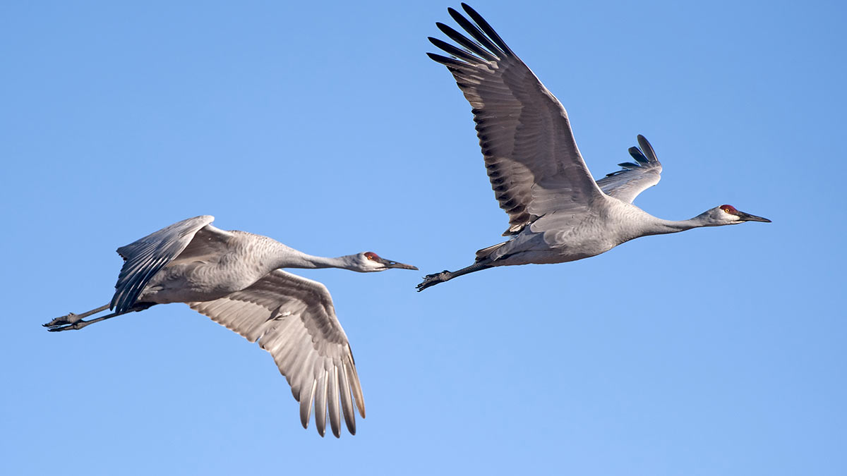 Дата: День белых журавлей