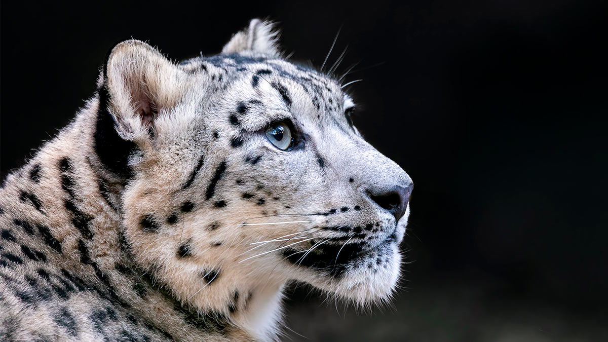 Дата: Международный день снежного барса