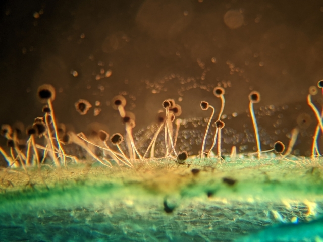 Учёные: когда появились грибы