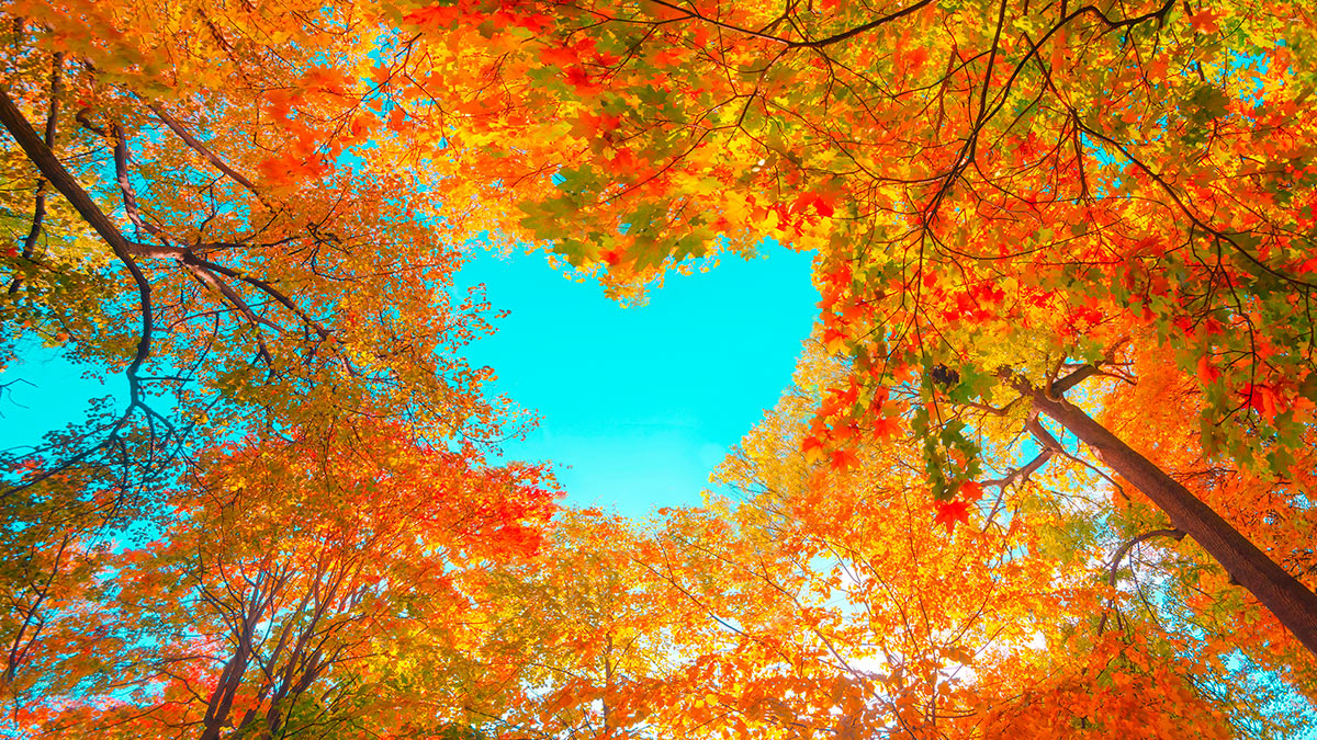 Дата: День осенних примет