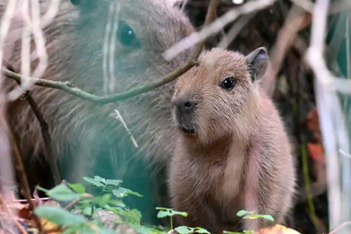 Латвия: у семьи капибар будет свой лайв-канал