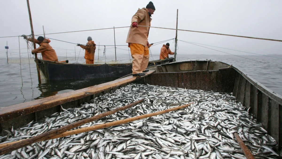 ЕС: вылов рыбы на Балтике ограничили