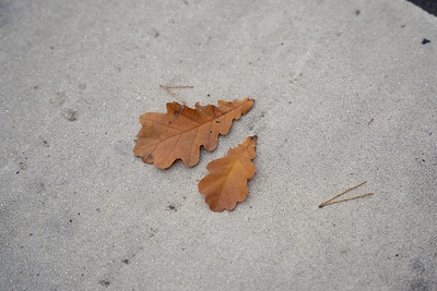 Погода: преимущественно солнце