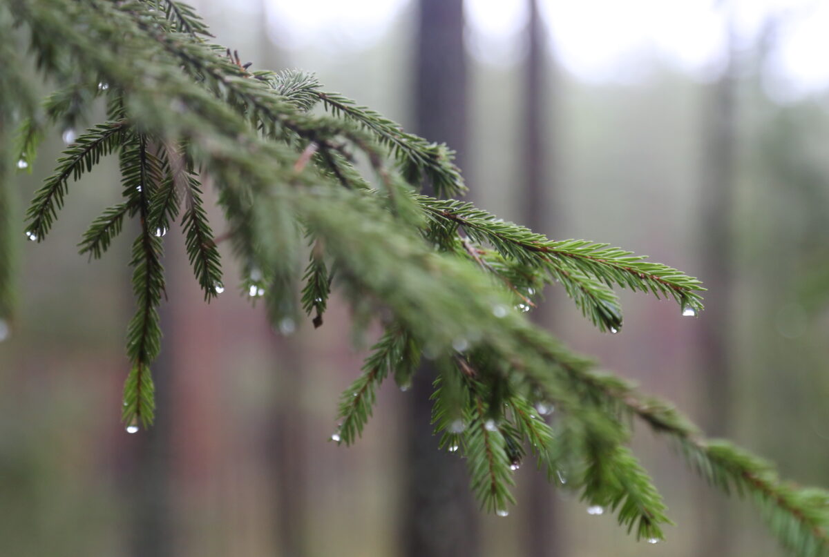 Рига: не рубите, мужики…