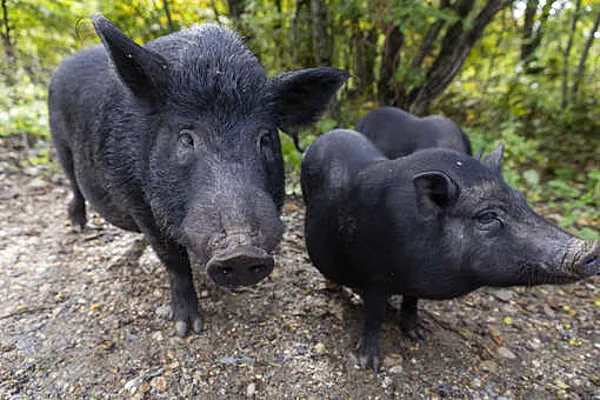 Испания: вот вам и хамон