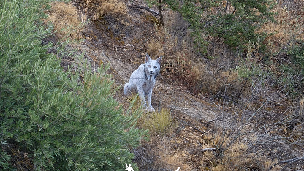 Испания: белая пиренейская рысь – есть такой уникальный зверь!