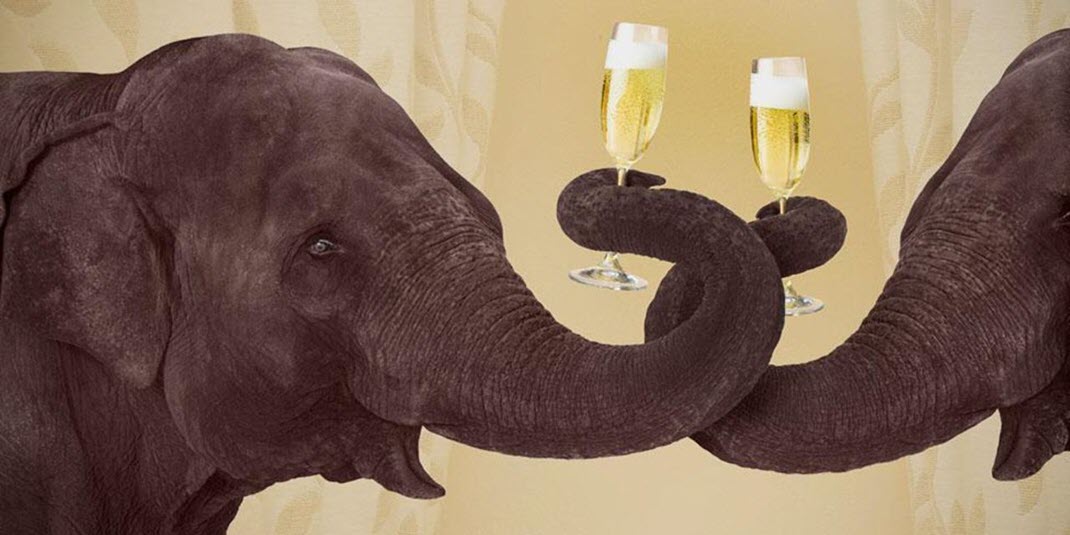 Рига: научить слона торговать пивом