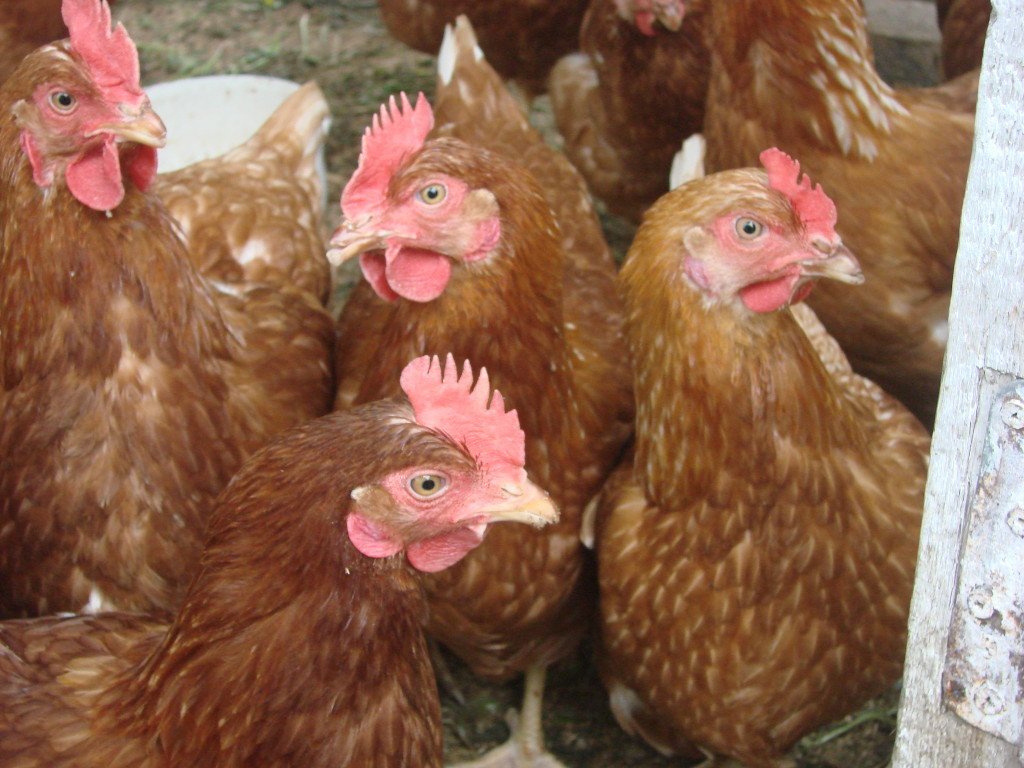 Австрия: риск повышен, грипп наступает