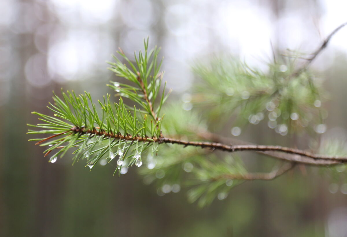 Погода: зона осадков
