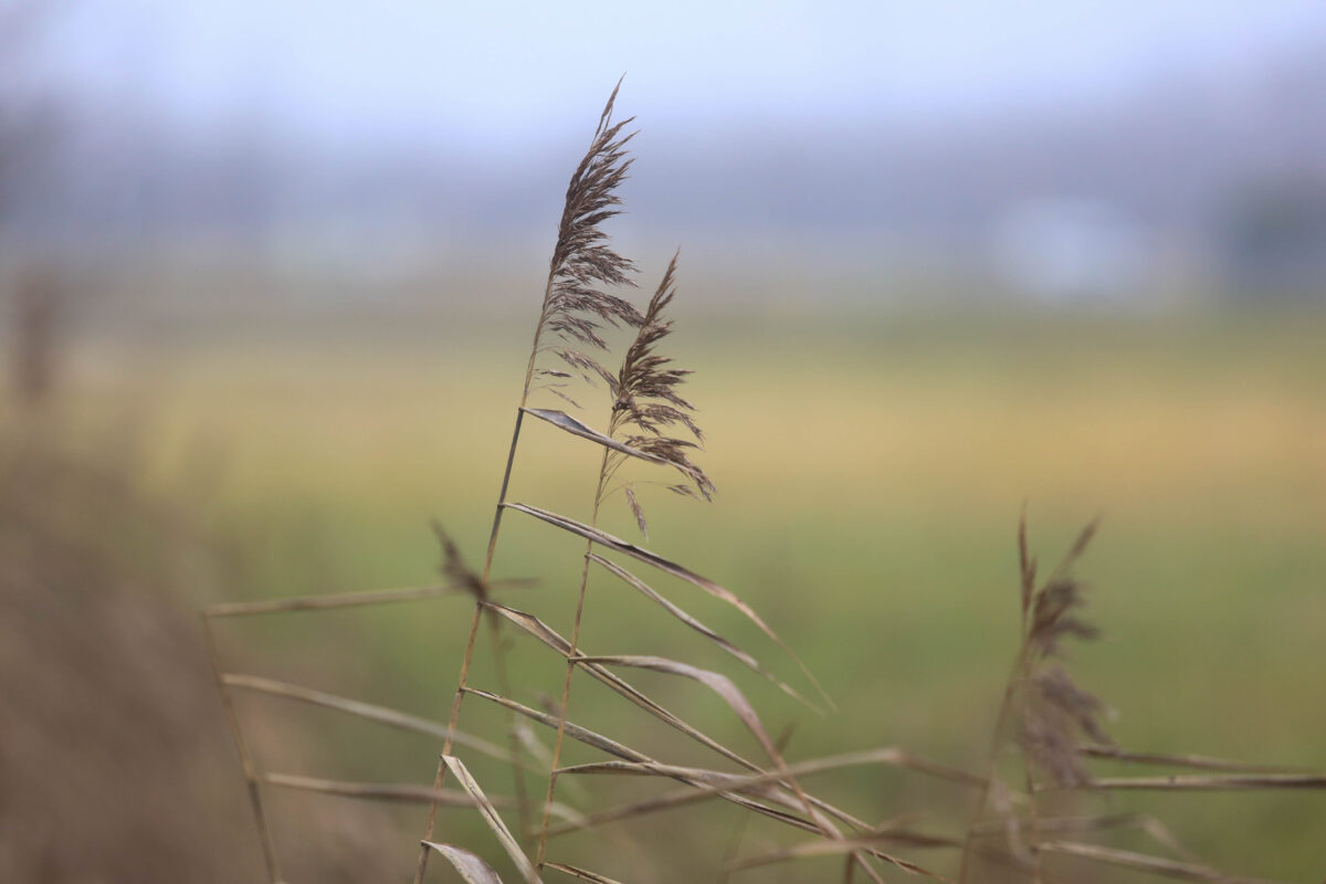 Латвия: ноябрь был теплее и суше