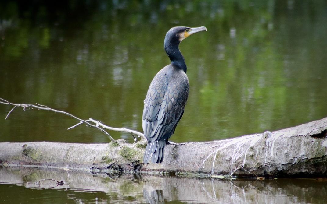 Балтика: баклан – это дичь