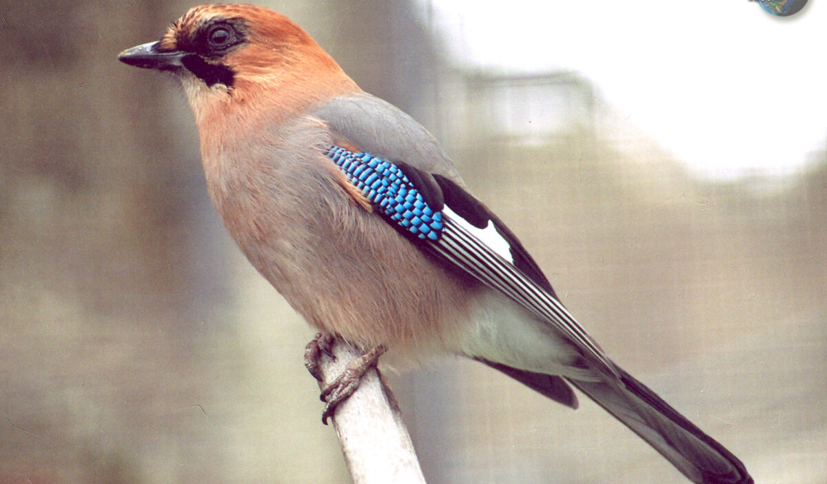 Дата: сойкин день