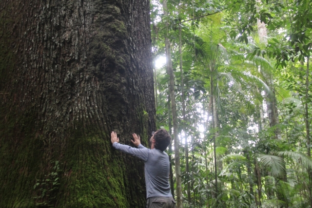 Амазонка: деревья становятся крупнее