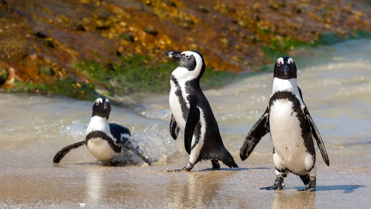 Ужас: десятки тысяч африканских пингвинов заморили голодом