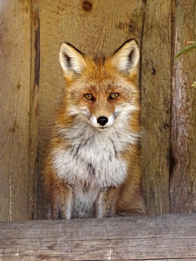 Ригу навещают лесные жители (видео)