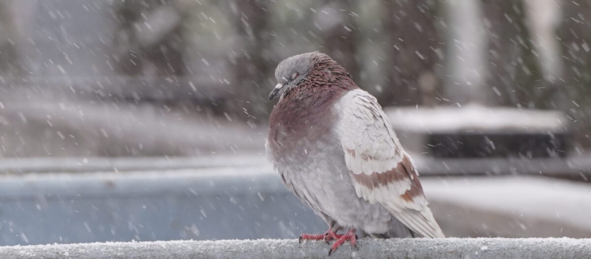 Погода: ой, мороз, мороз…