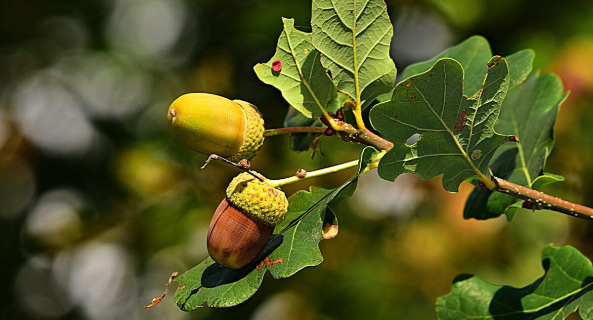 Латвия: за дуб – ответишь