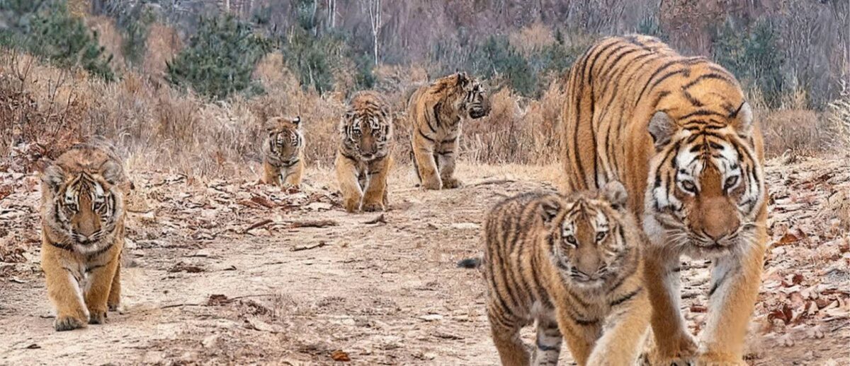 Китай: …и пять тигрят в придачу