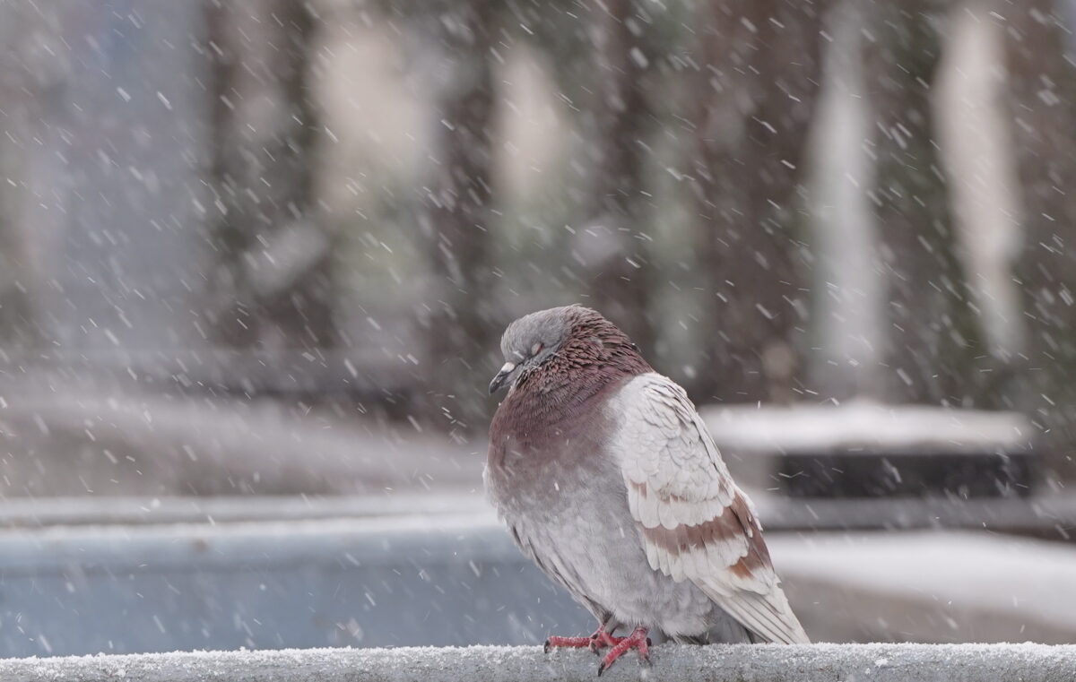 Погода: ахтунг, лютые морозы!