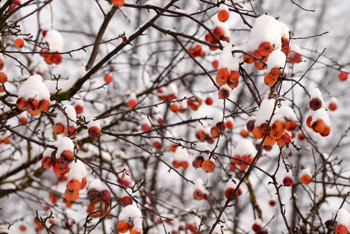 Латвия: суровая зима может навредить фруктово-ягодным садам