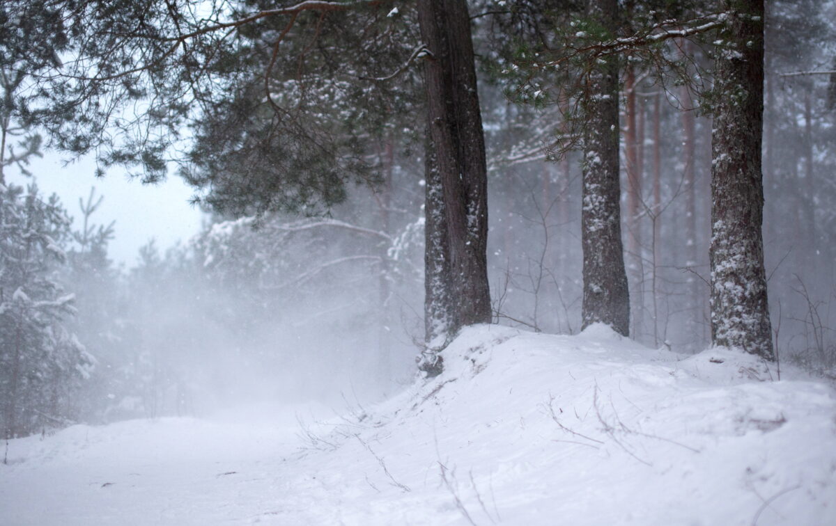 Погода: ожидается сильная метель