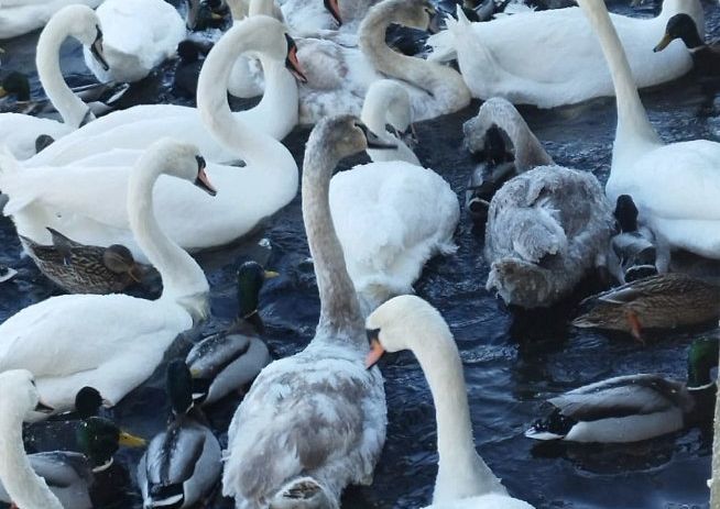 Рига: не бросайте белых лебедей!