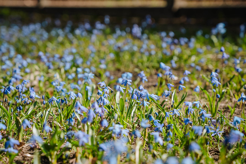 Латвия: органы на пересадку ждут 100 человек
