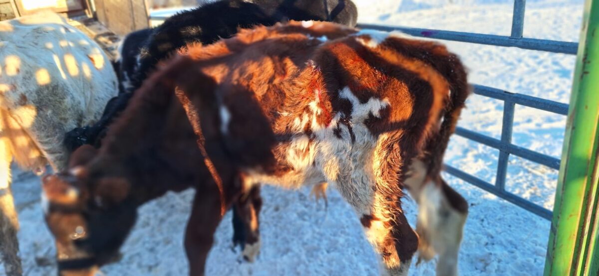 Латвия: из торговли отозвали заражённое молоко