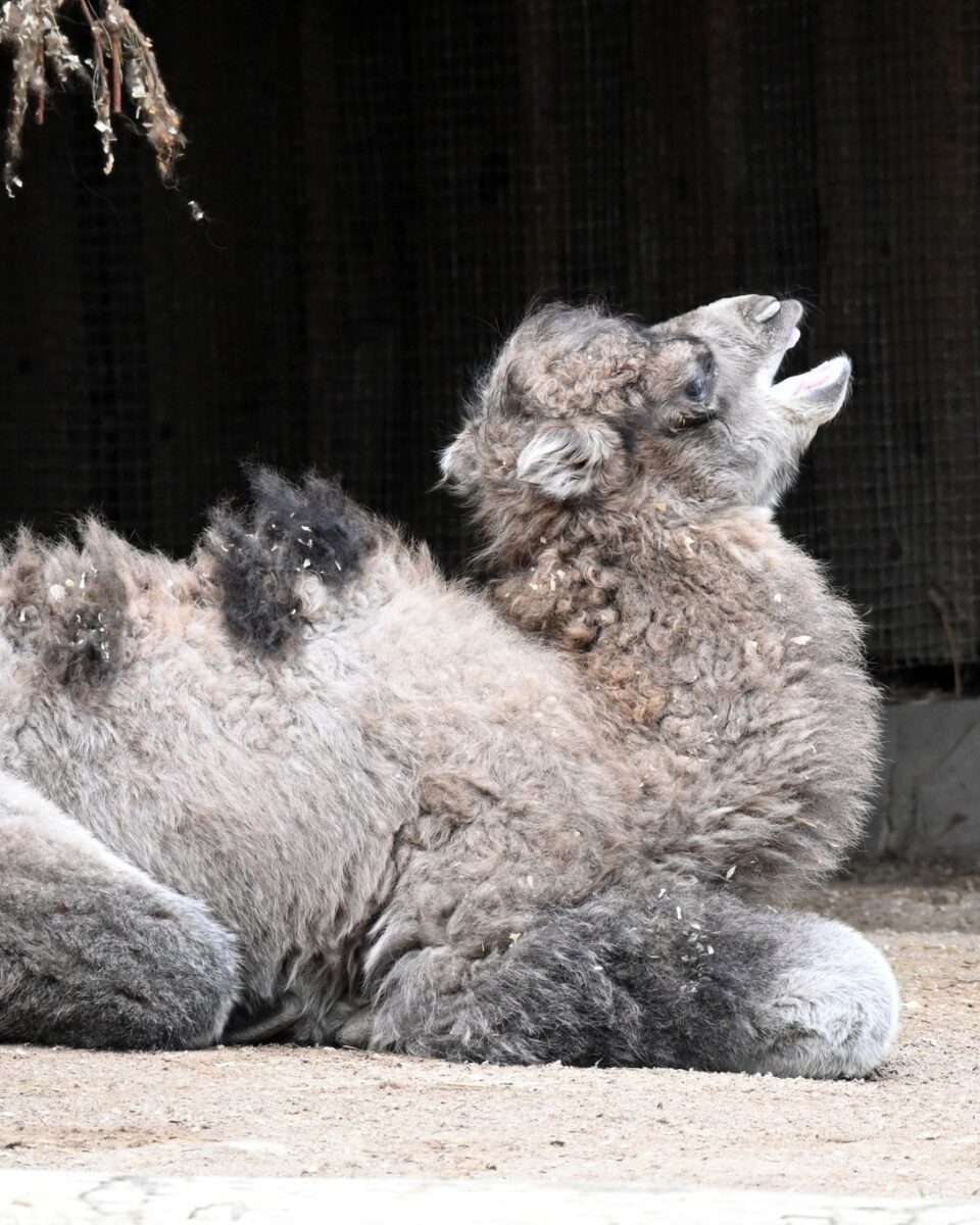 Латвия: в зоопарке появилась горбатая малышка