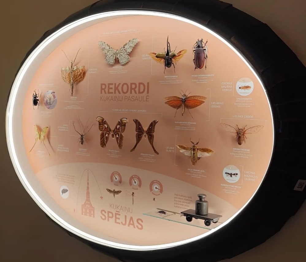 Латвия: жук-гигант и реактивная бабочка