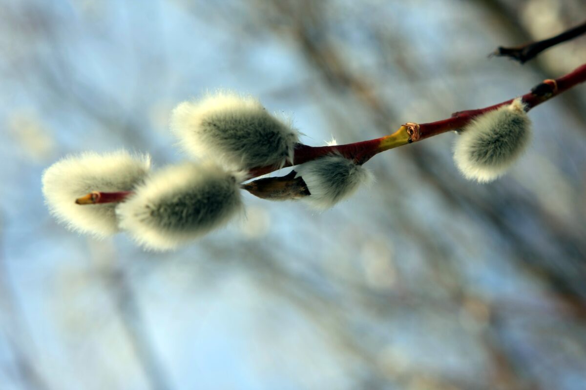 Латвия: ещё один рекорд побит