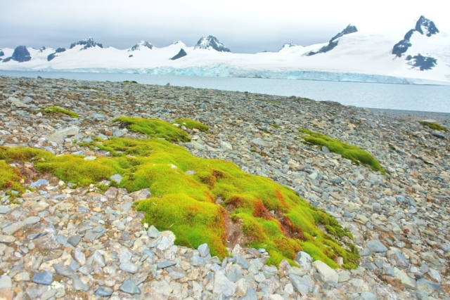 Антарктида: какие перемены ждут континент в XXI веке