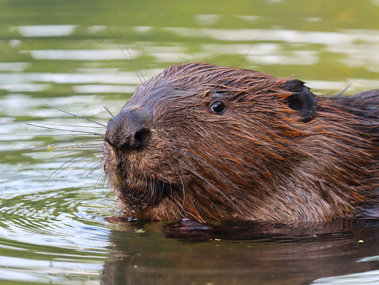 Саулкрасты: идёт охота на бобров