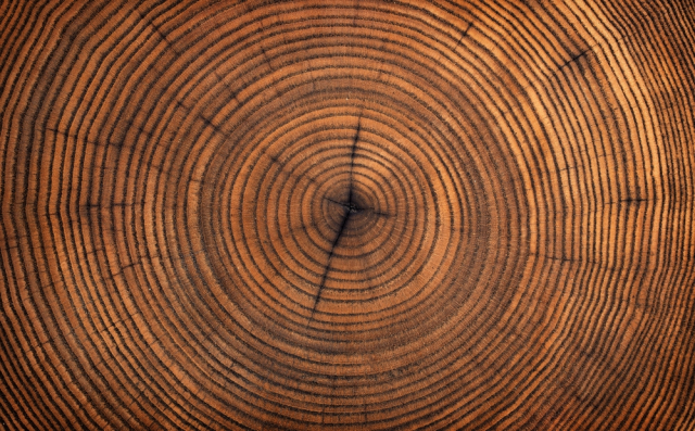 Британия: древние дубы раскрыли тайну поражения римлян