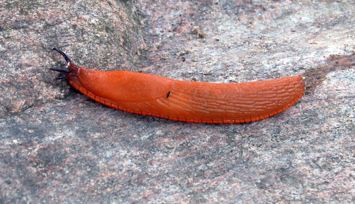 Латвия: правительство против слизней — кто кого?