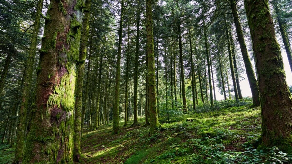 ЕС: грибов станет меньше, кабанов — больше