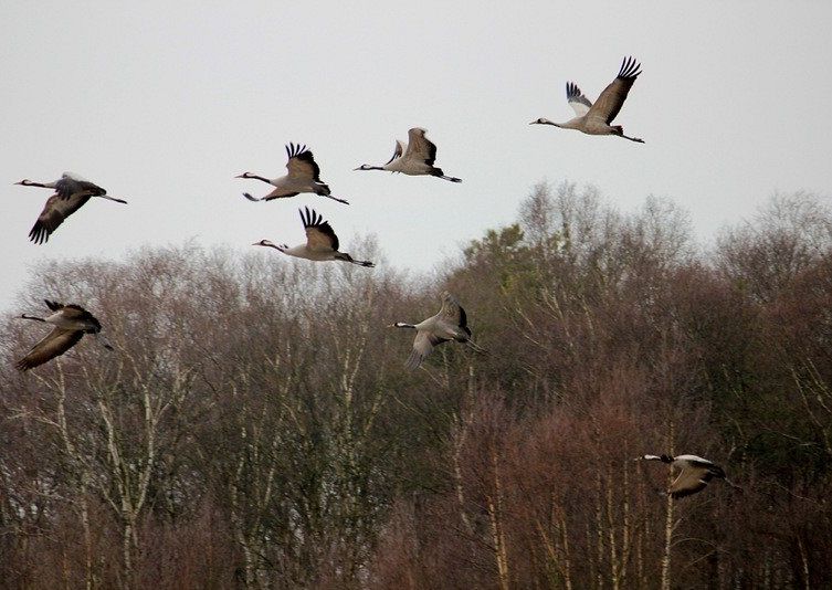 Латвия: перелетные птицы возвращаются