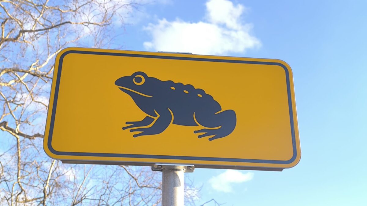 Латвия: осторожно, жаба