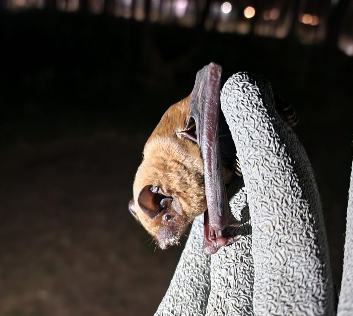Латвия: берегите летучих мышей