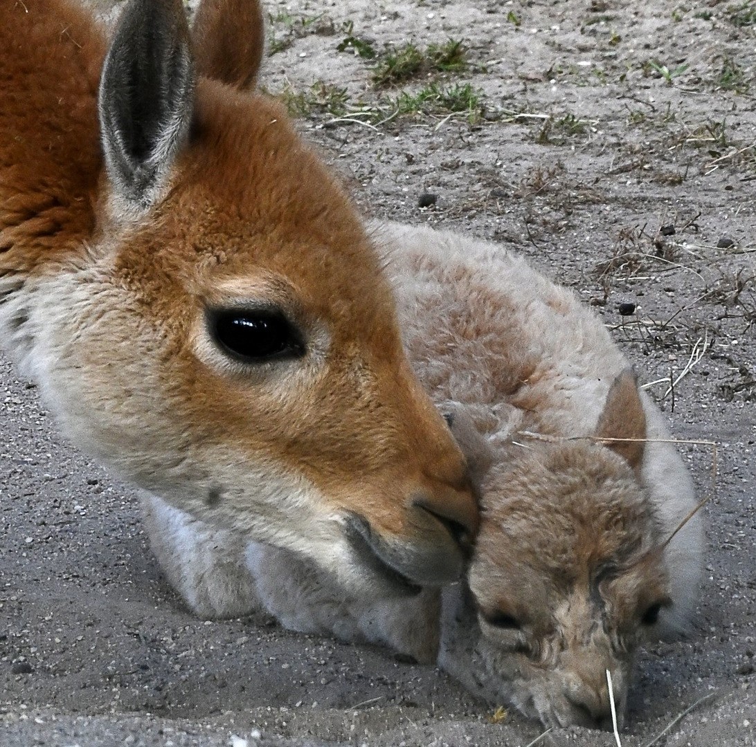 Латвия: в зоопарке появился пушистый новосёл