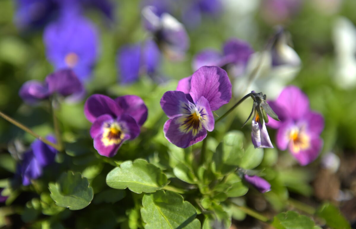 Рига: территории благоустроят