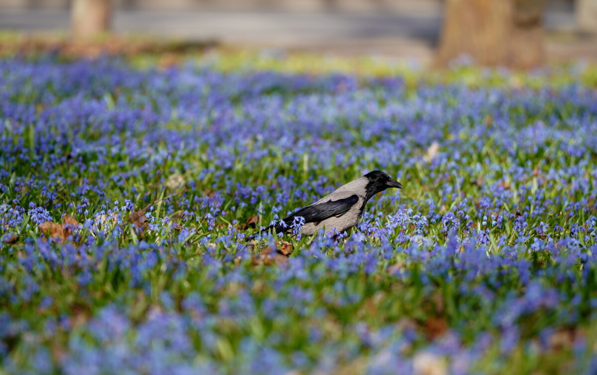 Латвия: порывистый ветер
