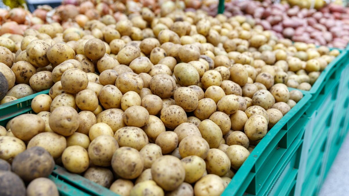 Латвия: откуда картошка?