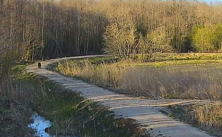 Литва: прогулка медведя