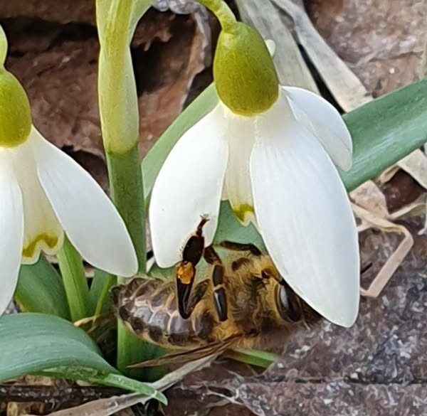 Латвия: у пчёл эпидемия