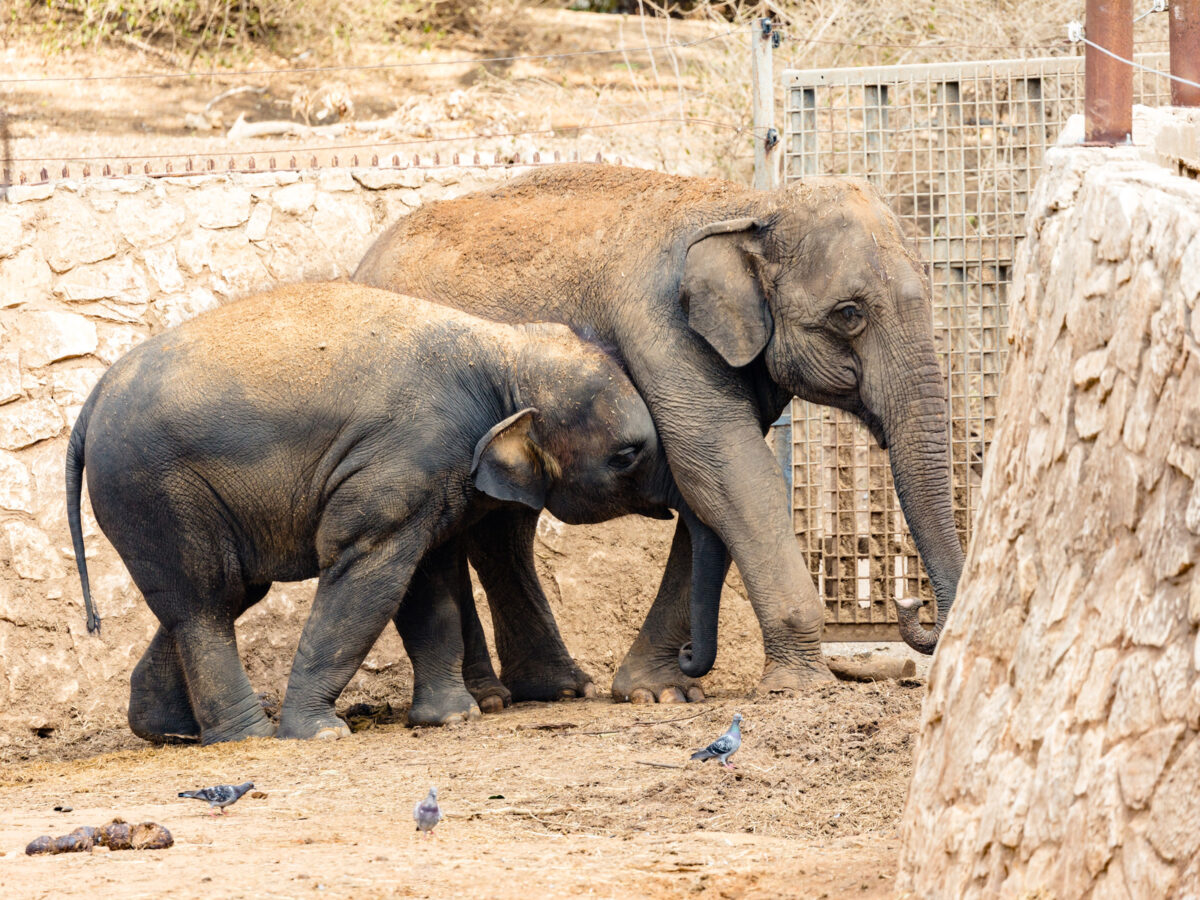 Рига: верните слоников!