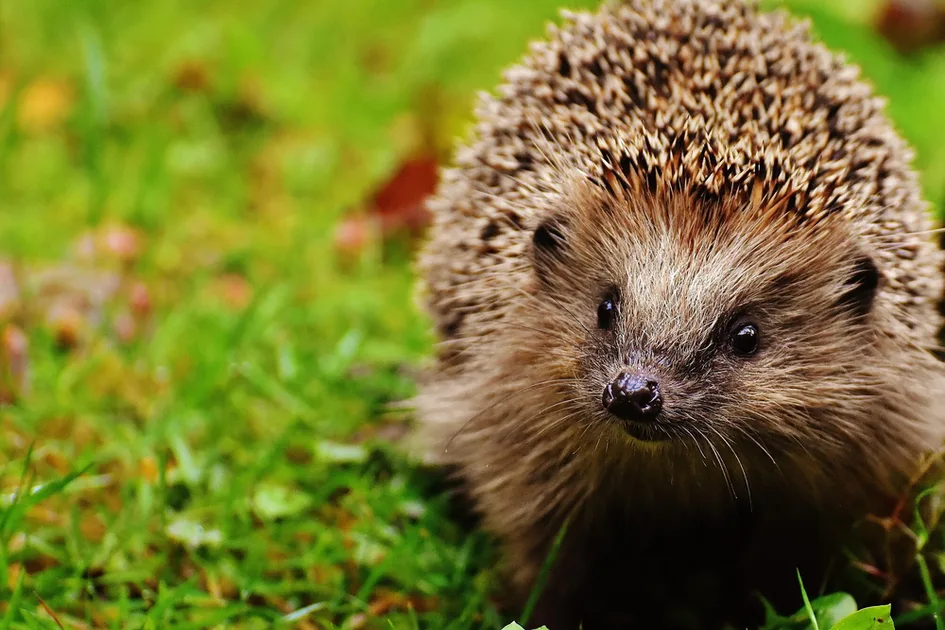 Германия: берегите ёжиков!