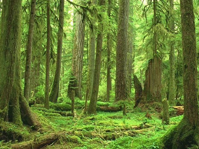 Латвия: срублен почти 400-летний якобы охраняемый лес